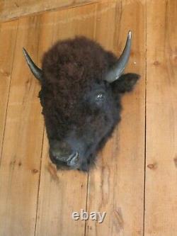 Buffalo head mount/taxidermy/bison/real 3