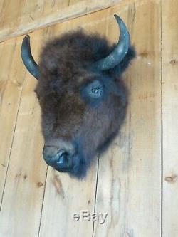 Buffalo head mount/taxidermy/bison/real 3