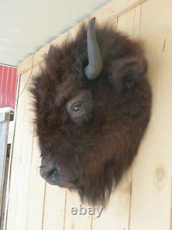 Buffalo head mount/taxidermy/bison/real 3