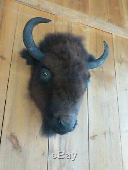 Buffalo head mount/taxidermy/bison/real 3