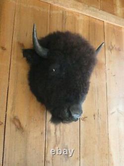 Buffalo head mount/taxidermy/bison/real 3