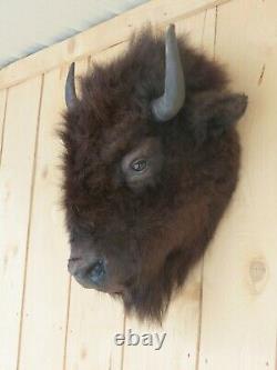 Buffalo head mount/taxidermy/bison/real 3