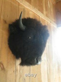 Buffalo head mount/taxidermy/bison/real 3