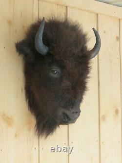 Buffalo head mount/taxidermy/bison/real 3