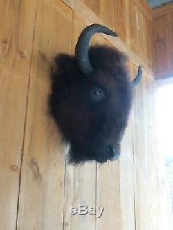 Buffalo head mount/taxidermy/bison/real 3