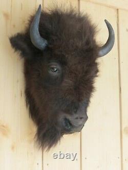 Buffalo head mount/taxidermy/bison/real 3