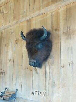 Buffalo head mount/taxidermy/bison/real 3