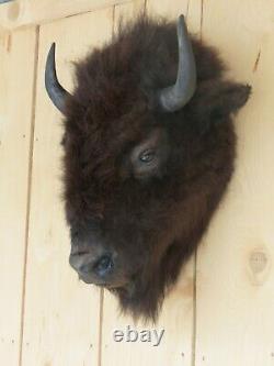 Buffalo head mount/taxidermy/bison/real 3