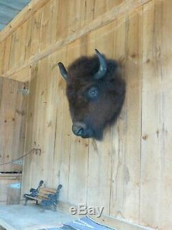Buffalo head mount/taxidermy/bison/real 3