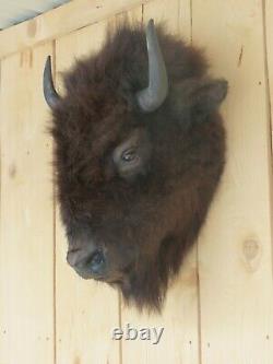 Buffalo head mount/taxidermy/bison/real 3