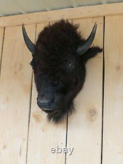 Buffalo head mount/taxidermy/bison/real 4