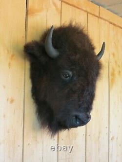 Buffalo head mount/taxidermy/bison/real 4