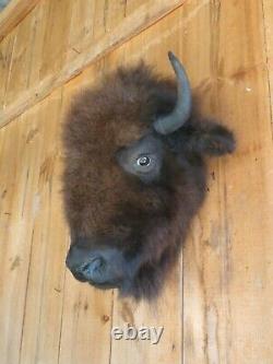Buffalo head mount/taxidermy/bison/real 5