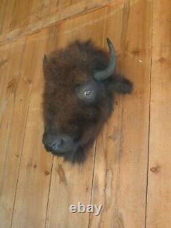 Buffalo head mount/taxidermy/bison/real 5