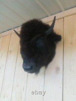 Buffalo head mount/taxidermy/bison/real 6