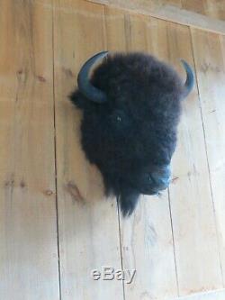 Buffalo head mount/taxidermy/bison/real 8