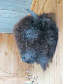 Buffalo head mount/taxidermy/bison/real 8