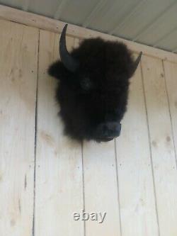Buffalo head mount/taxidermy/bison/real 9