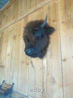 Buffalo head mount/taxidermy/bison/real A