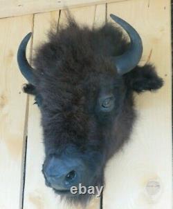 Buffalo head mount/taxidermy/bison/real B