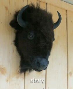 Buffalo head mount/taxidermy/bison/real B