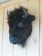 Buffalo head mount/taxidermy/bison/real B5