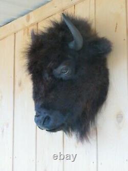 Buffalo head mount/taxidermy/bison/real B5