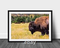 Buffalo photography wall art hanging photo nature pictures western home decor