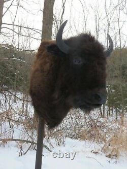 Buffalo shoulder mount/taxidermy/bison/real 1