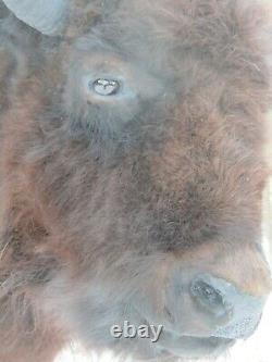 Buffalo shoulder mount/taxidermy/bison/real 1
