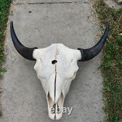 Buffalo skull XL