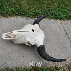 Buffalo skull XL