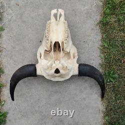 Buffalo skull XL