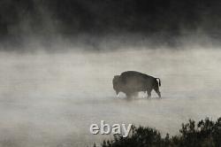 Bull Bison crossing Yellowstone River, Yellowstone National Park + Free Shipping