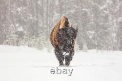 Bull Bison during a Snow Storm, Yellowstone National Park Giclee + Free Shipping