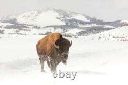 Bull Bison near Swan Lake, Yellowstone National Park Giclee Print + Ships Free