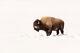 Bull Bison on a Winter Day, Yellowstone National Park Giclee Print + Ships Free