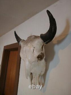 Bull Buffalo Bison Skull Mount Unique Cabin Western Yard Decor Head Art Horn