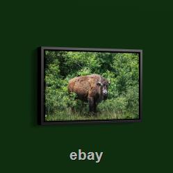 Carol Highsmith American Bison Art Print on Paper or Canvas