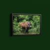 Carol Highsmith American Bison Art Print on Paper or Canvas