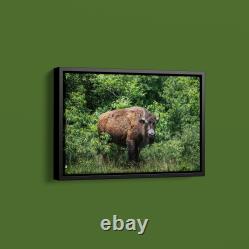 Carol Highsmith American Bison Art Print on Paper or Canvas