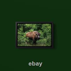 Carol Highsmith American Bison Art Print on Paper or Canvas