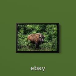 Carol Highsmith American Bison Art Print on Paper or Canvas