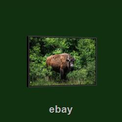Carol Highsmith American Bison Art Print on Paper or Canvas