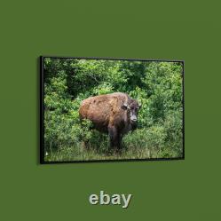 Carol Highsmith American Bison Art Print on Paper or Canvas