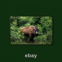Carol Highsmith American Bison Art Print on Paper or Canvas