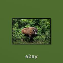 Carol Highsmith American Bison Art Print on Paper or Canvas