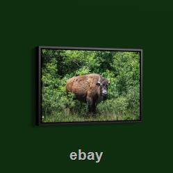Carol Highsmith American Bison Art Print on Paper or Canvas