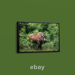 Carol Highsmith American Bison Art Print on Paper or Canvas