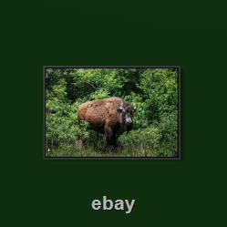 Carol Highsmith American Bison Art Print on Paper or Canvas